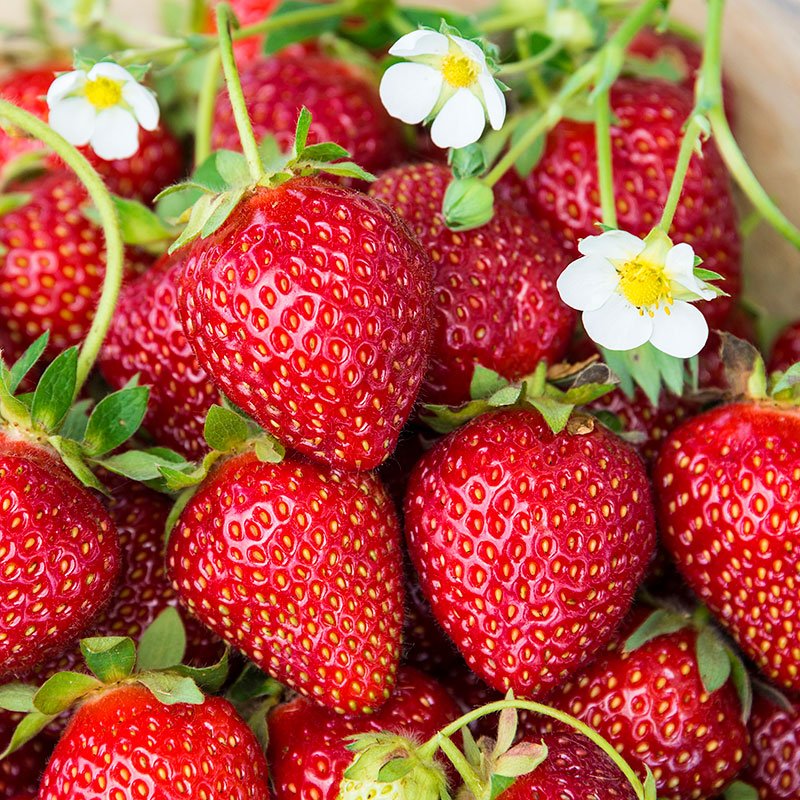 Fresh Strawberries