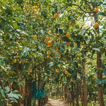 Limoncello Experience