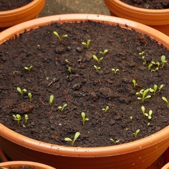 Seedlings