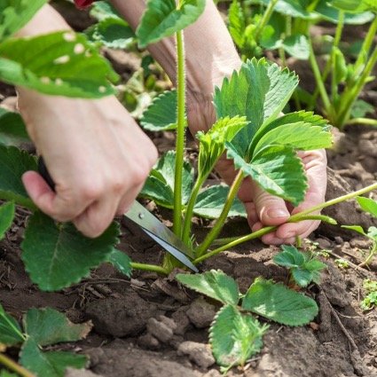 Trimming Strawberry Plants