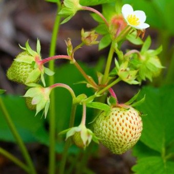 Young Strawberries