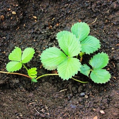 Young Strawberry Plants